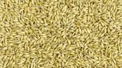 Bag of Badminton Whole Barley